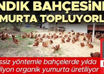 Fındık bahçesinde yumurta topluyorlar… Kafessiz prosedürle bahçelerde yılda 35 milyon organik yumurta üretiliyor