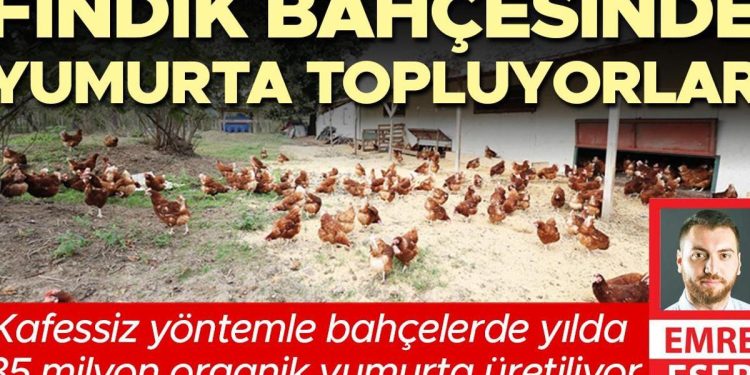 Fındık bahçesinde yumurta topluyorlar… Kafessiz prosedürle bahçelerde yılda 35 milyon organik yumurta üretiliyor