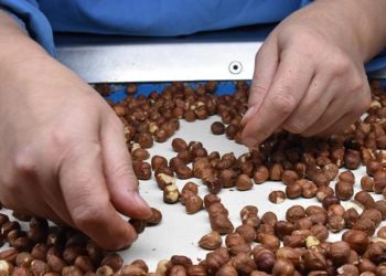 Fındıkta ihracat amacı belirli oldu