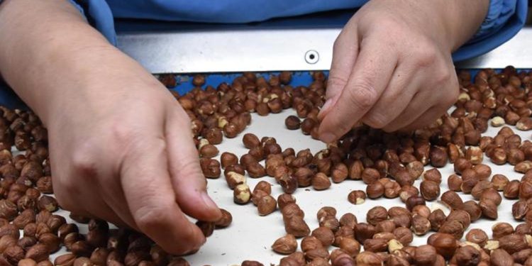 Fındıkta ihracat amacı belirli oldu