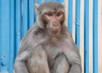 G20 Tepesi için maymun tedbiri