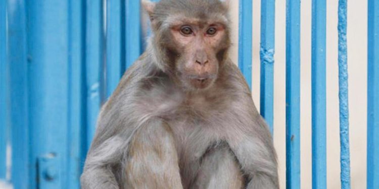 G20 Tepesi için maymun tedbiri