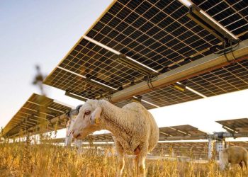 GES toprağında hayvancılık devri… Karapınar GES’in altında biten otlar hayvancılığa açıldı