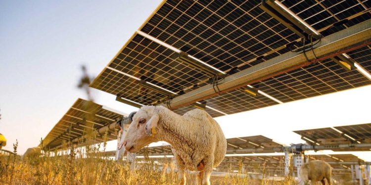 GES toprağında hayvancılık devri… Karapınar GES’in altında biten otlar hayvancılığa açıldı