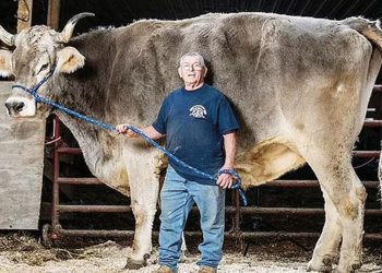 Guinness’in yeni rekorları