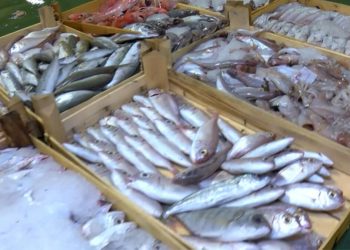 Gürpınar’da dönemin birinci balık mezatı yapıldı