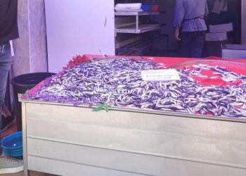 Hamsi 100 liradan satışa çıktı