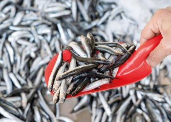 ‘Hamsi avcılığı büsbütün durdurulmalı’