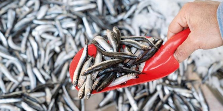 ‘Hamsi avcılığı büsbütün durdurulmalı’