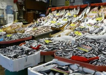 Hamsi bolluğu başladı