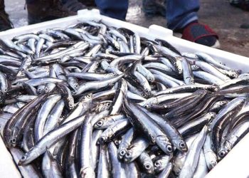 Hamsi bolluğu geçen yılı geçti