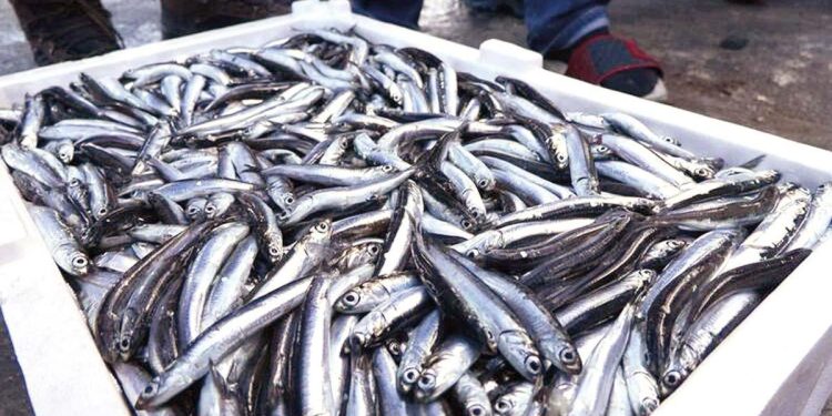 Hamsi bolluğu geçen yılı geçti