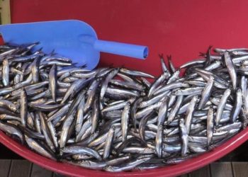 Hamsi ve çinekop bolluğu bekleniyor