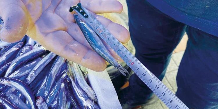 Hamsinin uzunluğu küçüldü