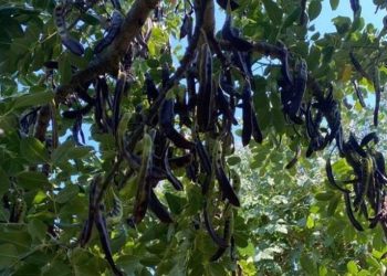 Keçiboynuzu ziyan ettirdi