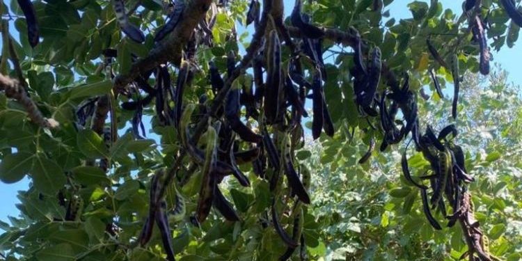 Keçiboynuzu ziyan ettirdi