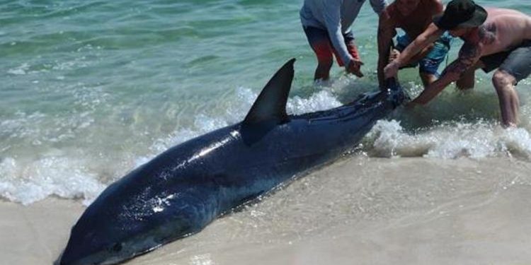 Köpek balığını kuyruğundan çekerek okyanusa bıraktılar