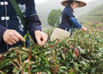 Kuraklık çayın tadını kaçırdı