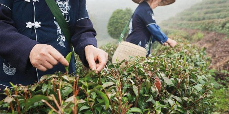 Kuraklık çayın tadını kaçırdı