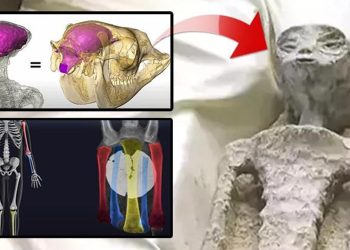 Meksika’da sergilenen ‘uzaylı’ların gerisindeki gerçek! Her şey bir kurgu mu?