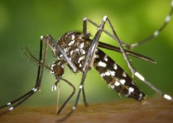 Paris’te Dang Humması alarmı!