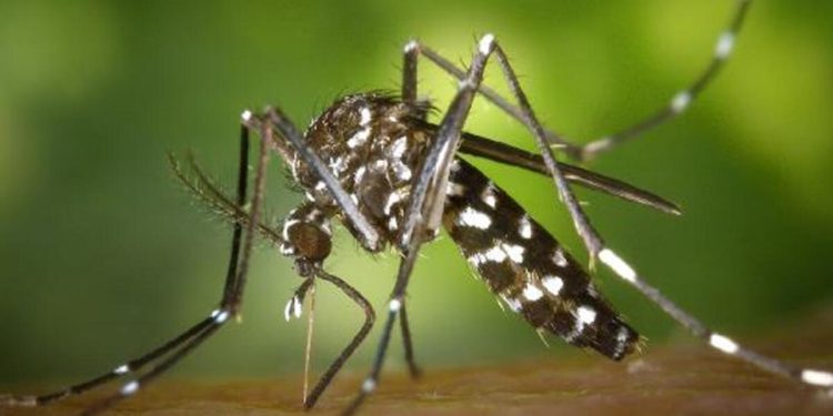 Paris’te Dang Humması alarmı!