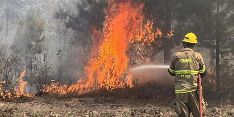 Texas’ta orman yangını