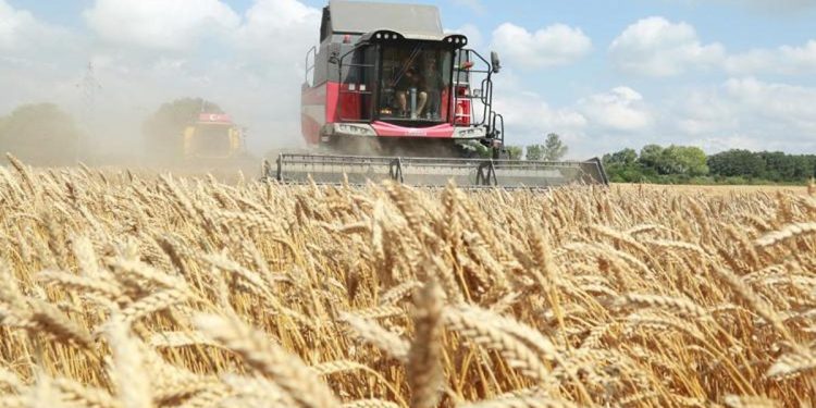 ‘TİGEM, hububat hasadı rekoru kırdı’