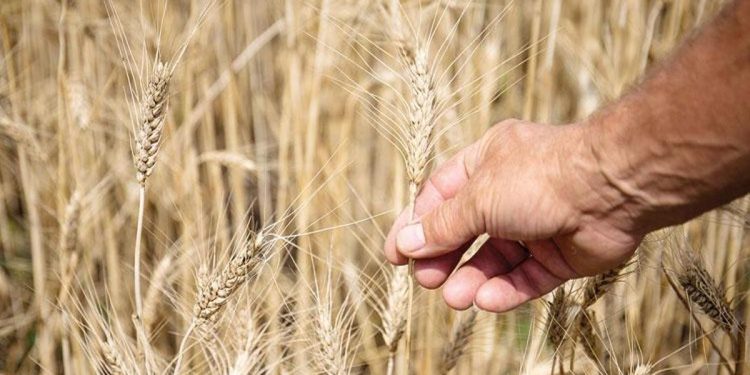 Türk un sanayicisi Rus tahılını bekliyor