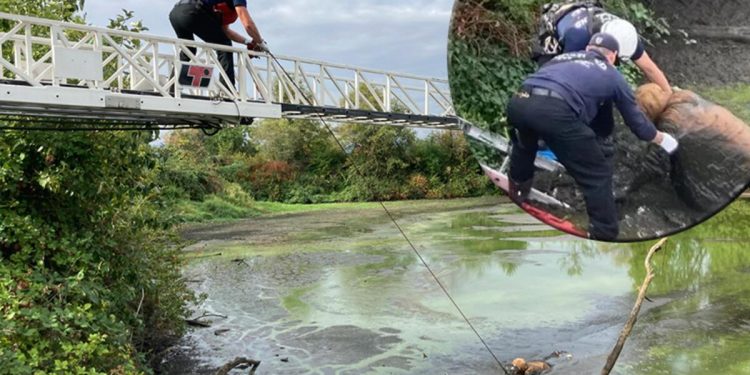 Üzerinde zincirler çamura gömülmüş halde bulundu, gizemi hastanede çözüldü!