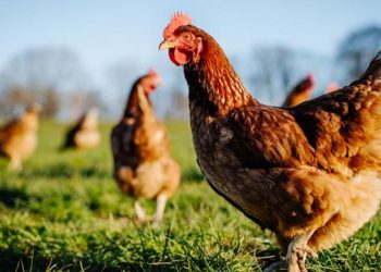 Yapay zekayla tavuk gıdaklamasını çeviri ettiler