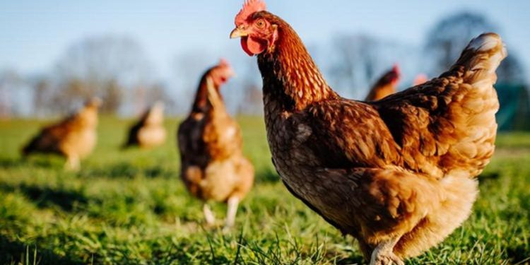 Yapay zekayla tavuk gıdaklamasını çeviri ettiler