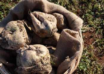 Bakan Yumaklı şeker pancarı fiyatını açıkladı