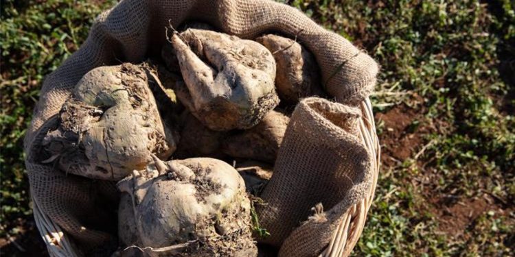 Bakan Yumaklı şeker pancarı fiyatını açıkladı