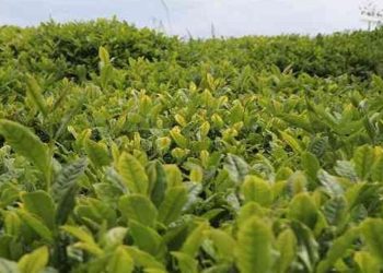 Bakan Yumaklı’dan çay üreticilerine müjde.. Ödemeler hesaplara geçiyor