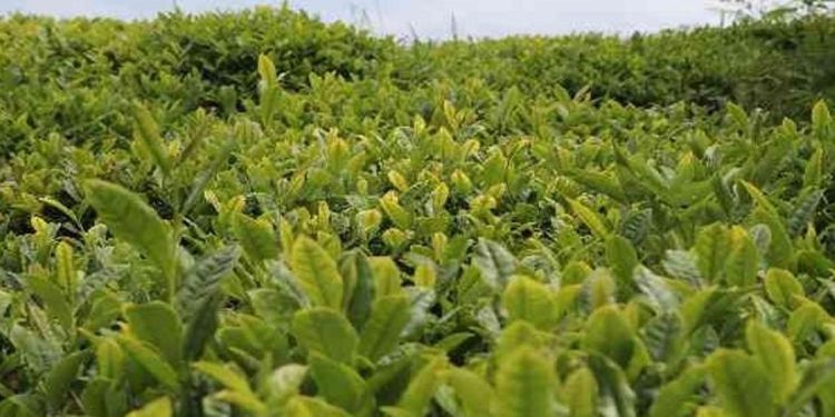 Bakan Yumaklı’dan çay üreticilerine müjde.. Ödemeler hesaplara geçiyor