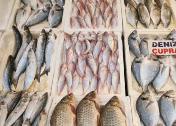 Balık fiyatları taban düzeylere düştü