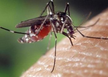 Dang humması Bangladeş’te 1017 can aldı