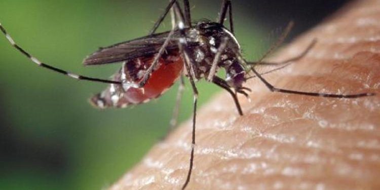 Dang humması Bangladeş’te 1017 can aldı