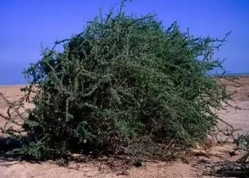 Garkad ağacı nedir, nerede yetişir, meyvesi var mı? Garkad ağacı özellikleri