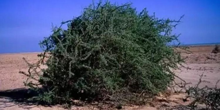 Garkad ağacı nedir, nerede yetişir, meyvesi var mı? Garkad ağacı özellikleri