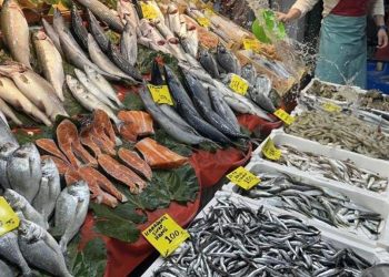 Hamsi bolluğu sürüyor