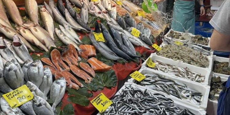 Hamsi bolluğu sürüyor