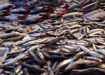 Hamsi fiyatları dalgalı seyrediyor