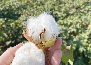 Harran Ovası’nda rejeneratif pamuk