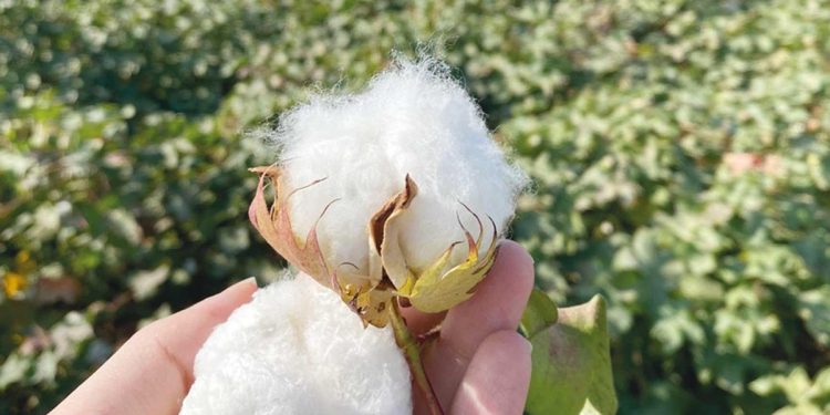 Harran Ovası’nda rejeneratif pamuk