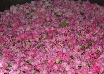 Isparta gülünün kilo fiyatı belirlendi