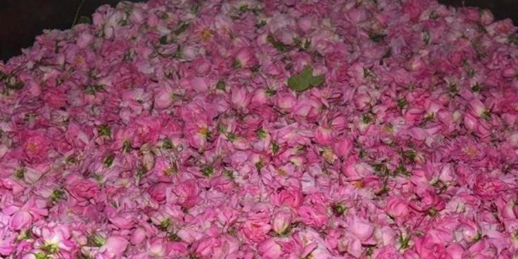 Isparta gülünün kilo fiyatı belirlendi