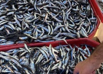 Karadeniz hamsisi tezgahlarda