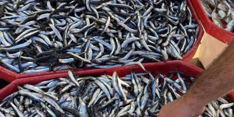Karadeniz hamsisi tezgahlarda